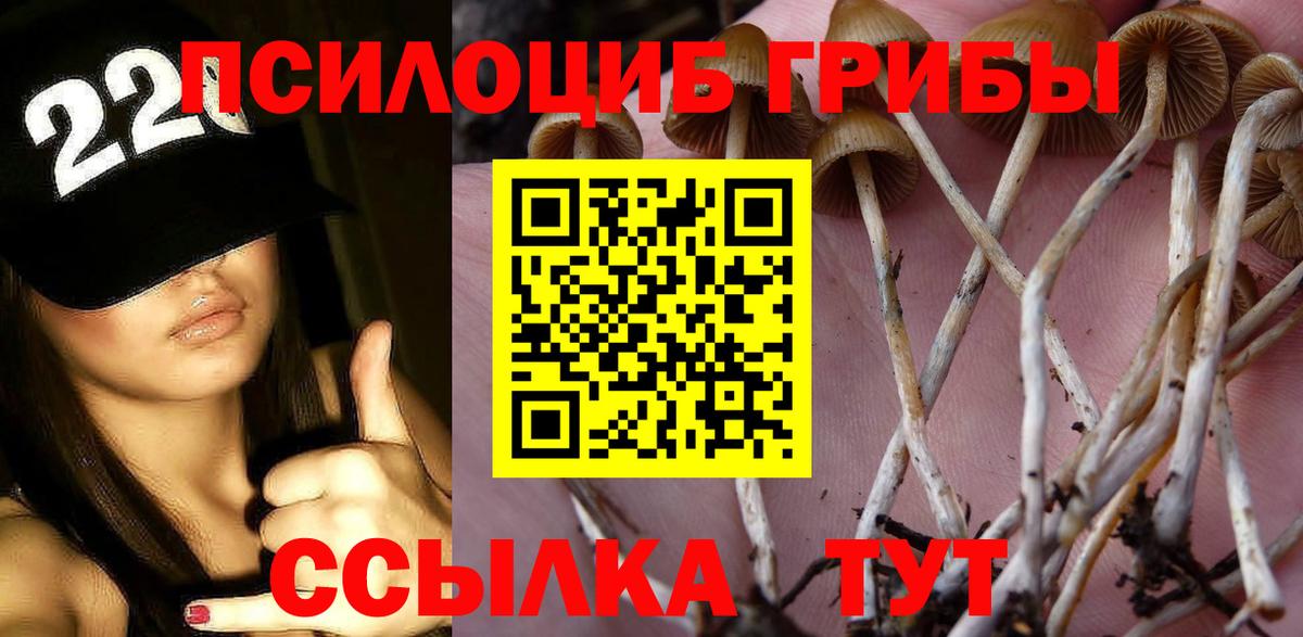 Пугачёв  Псилоцибиновые грибы Psilocybine cubensis  Вход с VPN 